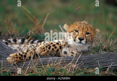 Cub de Guépard (Acinonyx jubatus) lying in field Banque D'Images