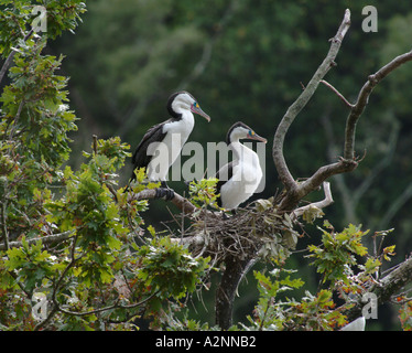 Pied Se tape la nidification des oiseaux indigènes de Nouvelle-Zélande l'île du nord Banque D'Images