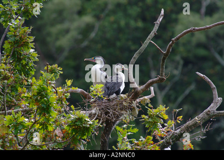 Pied Se tape la nidification des oiseaux indigènes de Nouvelle-Zélande l'île du nord Banque D'Images