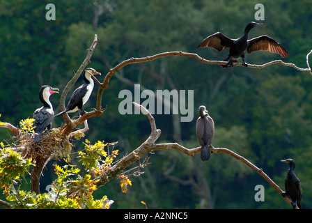 Pied Se tape la nidification des oiseaux indigènes de Nouvelle-Zélande l'île du nord Banque D'Images