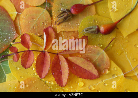 Feuille de rose rose hips et feuilles de tremble après la pluie en automne Banque D'Images