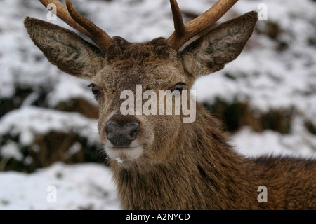 Red Deer Cervus elaphus Highlands écossais Ecosse Banque D'Images