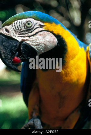 Ara bleu et jaune. Banque D'Images