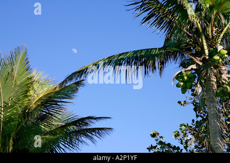 Palm Beach palm tree blue sky vue incroyable l'infini de l'eau sans fin Amériques plage plages littoral environnement différent Banque D'Images