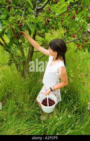 Young Girl picking cherries en Tasmanie Banque D'Images