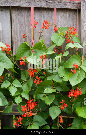 Haricot en fleurs plantes contre une clôture Banque D'Images
