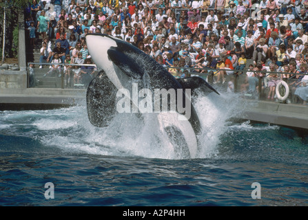 L'Épaulard (Orcinus orca) d'effectuer à l'Aquarium de Vancouver, au parc Stanley, Vancouver British Columbia Canada Banque D'Images