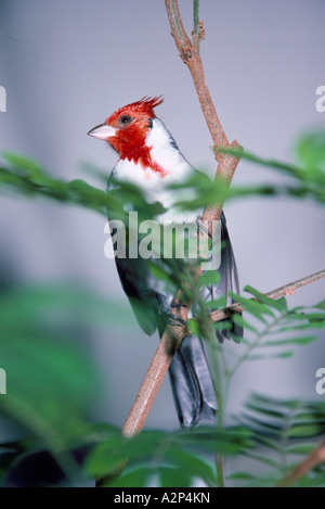 Red-Crested Cardinal (Paroaria coronata) assis sur une branche Banque D'Images