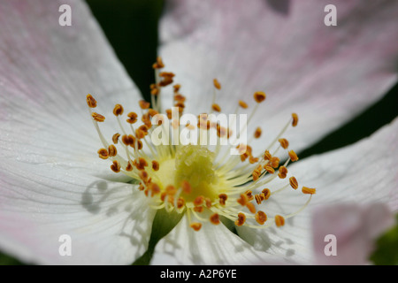 Wild Dog Rose Rosa Canina Fleur montrant étamines. Banque D'Images