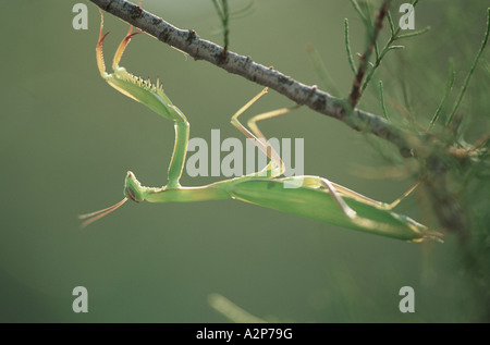La prédation européenne (Mantis religiosa mantis), fixé en dessous d'une brindille Banque D'Images