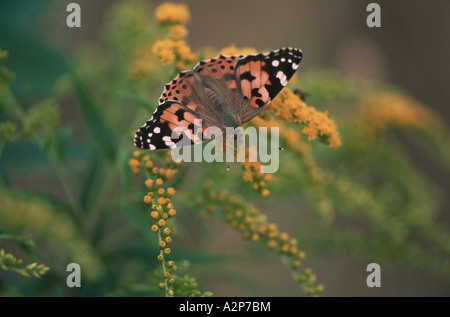 La belle dame, Cynthia cardui, chardon (Vanessa cardui), sur la fin de la verge d'or, Solidago gigantea Banque D'Images