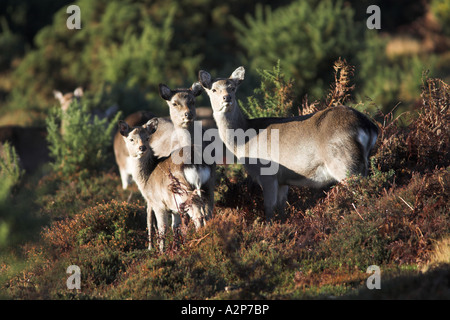 Le cerf sika le pâturage dans les bois de Arne Réserve Naturelle RSPB, Dorset, UK (Cervus nippon), Janvier Banque D'Images