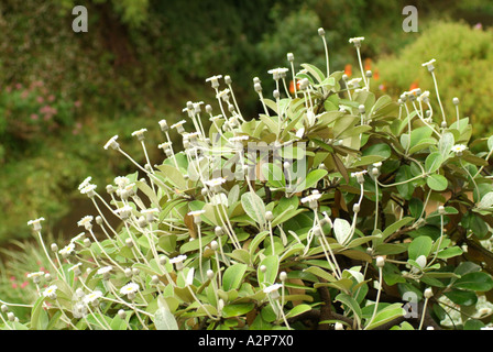 Daisy Rock Marlborough (Pachystegia insignis syn Olearia insignis) ile sud Nouvelle Zelande origine Banque D'Images