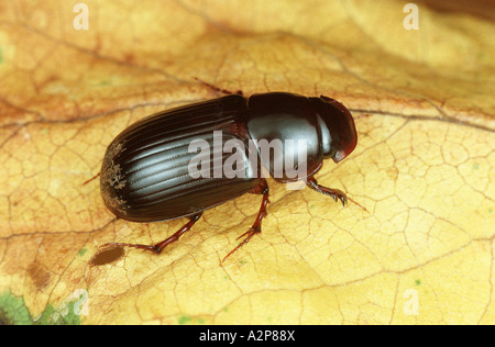 Bousier (Aphodius rufipes), imago Banque D'Images