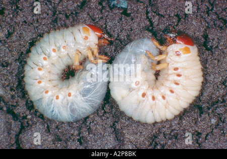 European du scarabée rhinocéros (Oryctes nasicornis), deux larves Banque D'Images