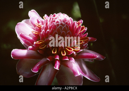 (Phaeomeria magnifica), fleur, Sainte-Lucie Banque D'Images