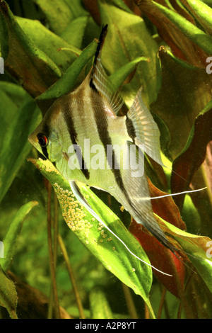Requins d'eau douce poissons-anges, poissons anges, poissons ange noir, scalare (Pterophyllum scalare), femme s'occuper de l'oeufs Banque D'Images