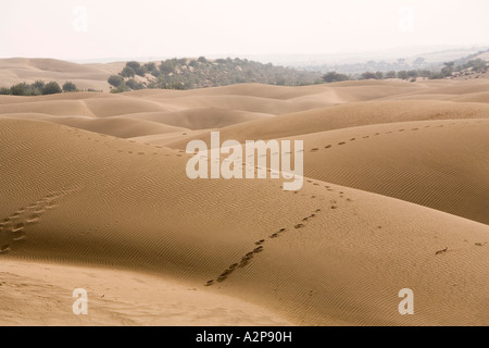 Inde Rajasthan désert de Thar fixe d'empreintes à travers les dunes de sable vide Banque D'Images