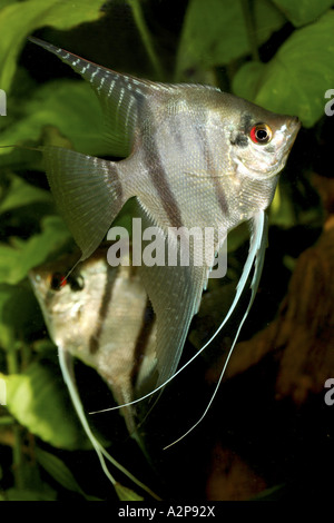 Requins d'eau douce poissons-anges, poissons anges, poissons ange noir, scalare (Pterophyllum scalare), avec des yeux rouges Banque D'Images