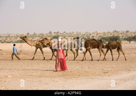 Inde Rajasthan désert de Thar village isolé femme transportant pot d'eau sur la tête après la ligne de chameaux Banque D'Images