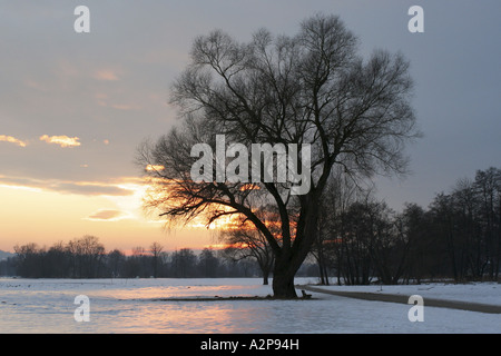 Le saule blanc (Salix alba), 100 ans en hiver au coucher du soleil, de l'Allemagne, la Bavière Banque D'Images