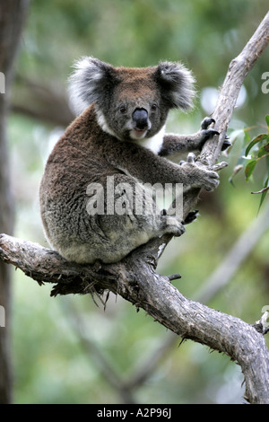 Koala, Le Koala (Phascolarctos cinereus), assis sur une branche, l'Australie, d'Otway NP Banque D'Images