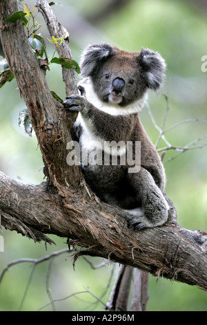 Koala, Le Koala (Phascolarctos cinereus), assis sur une branche, l'Australie, d'Otway NP Banque D'Images