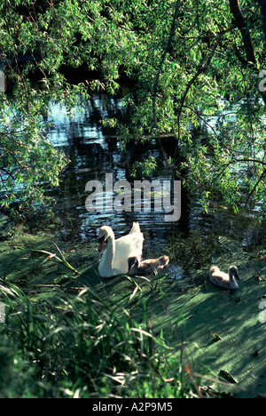 Beaconsfield Comté swan avec deux cygnets sur le flux avec arbres Banque D'Images