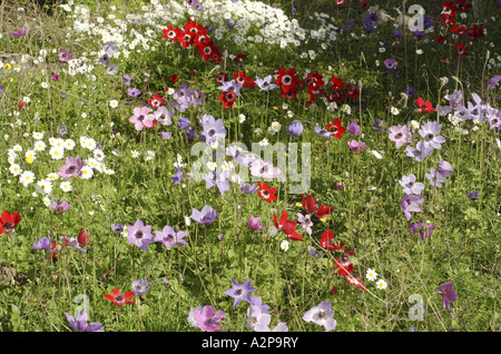 Anémone Anémone coronaria (pavot), en violet et rouge blooming prairie, Turquie, Tuerkische Bafasee Aegaeis, Banque D'Images