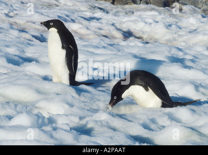 Manchot Adélie (Pygoscelis adeliae), l'Antarctique, des paysages de glace, l'Antarctique, la Géorgie du Sud Banque D'Images