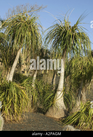 Les éléphants pied, pied d'éléphant, Queue de Cheval (Beaucarnea recurvata, Nolina recurvata) Banque D'Images