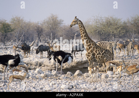 Girafe (Giraffa camelopardalis), à l'eau, de la Namibie, Kunene. Omusati. Oshana. Oshikoto, Etosha NP Banque D'Images