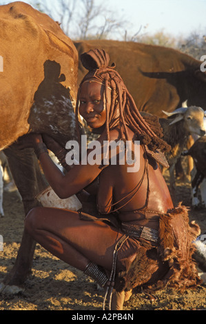 Femme Himba, traire une vache, Afrique du Sud, ; Kunene Kaokoland Banque D'Images