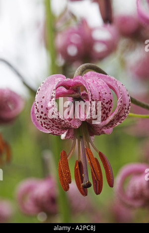 Lys martagon, violet Turk's cap lily (Lilium martagon), fleur Banque D'Images