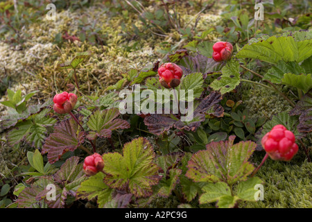 Baked-apple berry, plaquebière (Rubus chamaemorus), la fructification des plantes, s'affiche sur l'Finnsih 2 Euro coin Banque D'Images