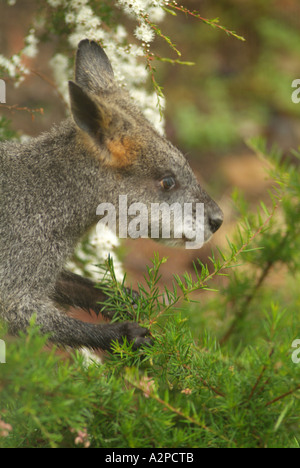 Swamp Wallaby (Wallabia bicolor) femme Calistomon manger Banque D'Images