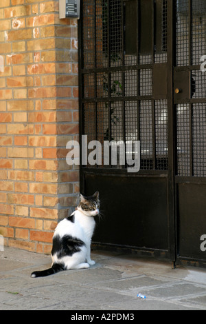 Chat assis en face de la porte Banque D'Images