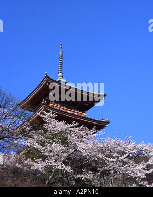 Pagoda et fleur de cerisier au Temple Kiyomizu-dera Banque D'Images