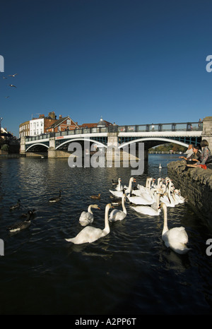 Cygnes sur la Tamise, à côté de la passerelle reliant Eton à Windsor, Berkshire, Angleterre Banque D'Images