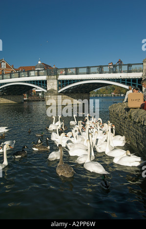 Cygnes sur la Tamise, à côté de la passerelle reliant Eton à Windsor, Berkshire, Angleterre Banque D'Images