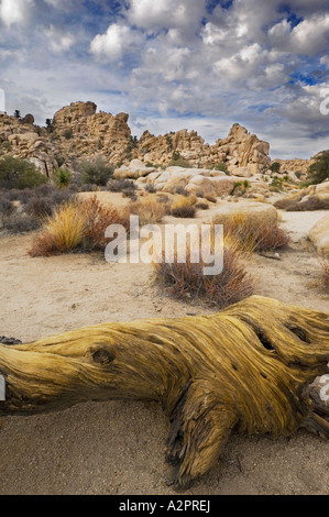 Tronc de l'arbre jaune & Formations rocheuses érodées à Hidden Valley, le parc national Joshua Tree, California, USA Banque D'Images