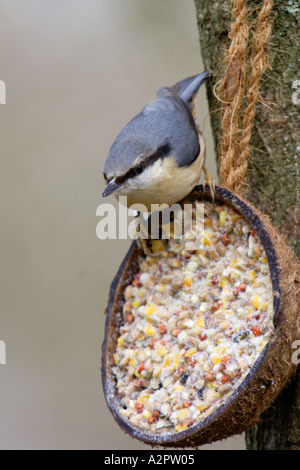 Blanche Sitta europaea sur la noix de coco et de graisses d'alimentation semences hiver UK Surrey Banque D'Images