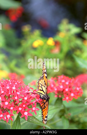 Un papillon fait son chemin sur quelques fleurs dans le jardin de papillons qui fait partie de la Hershey Gardens Banque D'Images