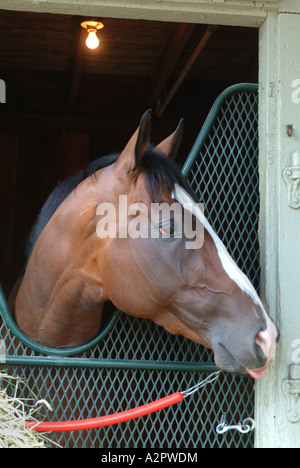 Un cheval de course pur-sang attend son prochaine course à l'Hippodrome de Saratoga Banque D'Images