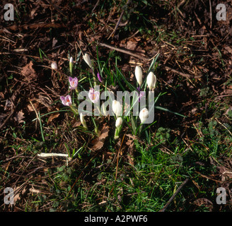 Crocus sativus crocus safran Banque D'Images