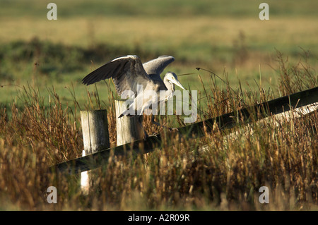 Héron cendré Ardea cinerea, sur piquet. Banque D'Images