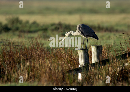 Héron cendré Ardea cinerea, sur piquet. Banque D'Images