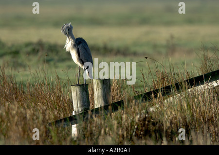 Héron cendré Ardea cinerea, sur piquet. Banque D'Images