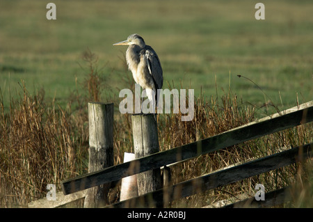 Héron cendré Ardea cinerea, sur piquet. Banque D'Images