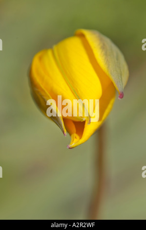 Tulipe jaune bouton floral à l'Université de Helsinki, le Jardin Botanique, Kaisaniemi Helsinki, Finlande Banque D'Images